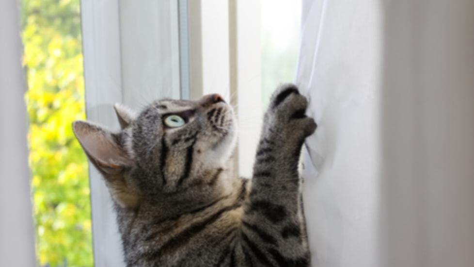 How to Teach Cats Not to Climb Curtains PetMD